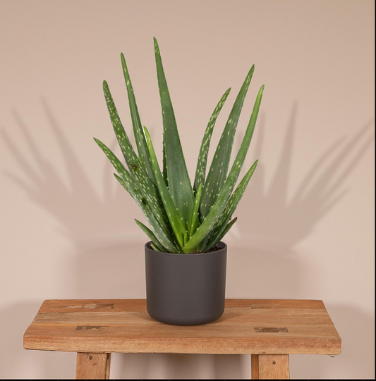 Aloe Vera: Das Allround-Talent der Natur
