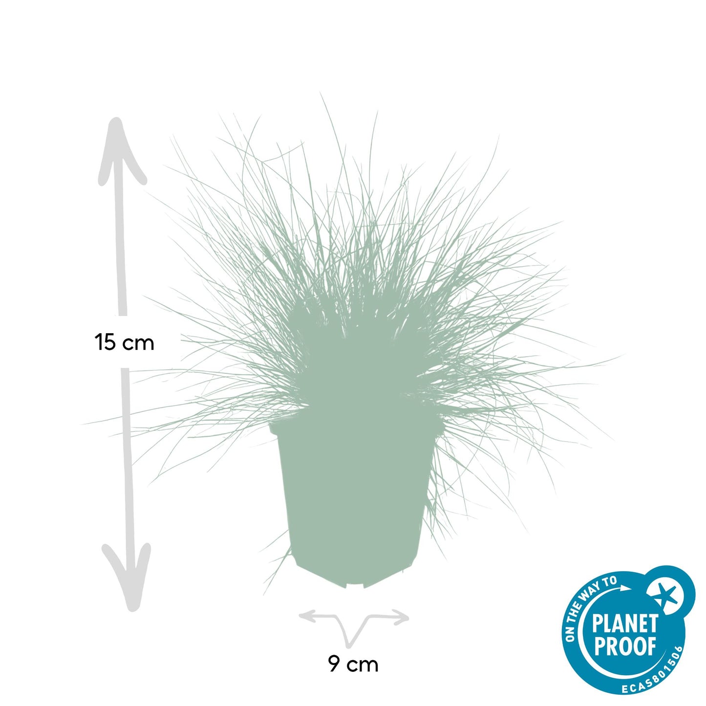 20x Festuca glauca 'Elijah Bleu' - ↕10-25cm - Ø9cm