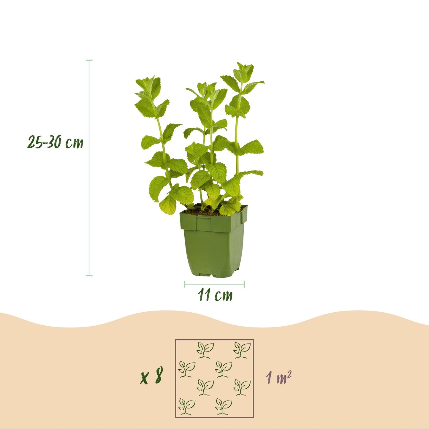 Kräuter packet - Kräutertee - 8 Stauden - Für 1 m2 - Verschiedene Farben - Wenig Pflege - Topf 11cm