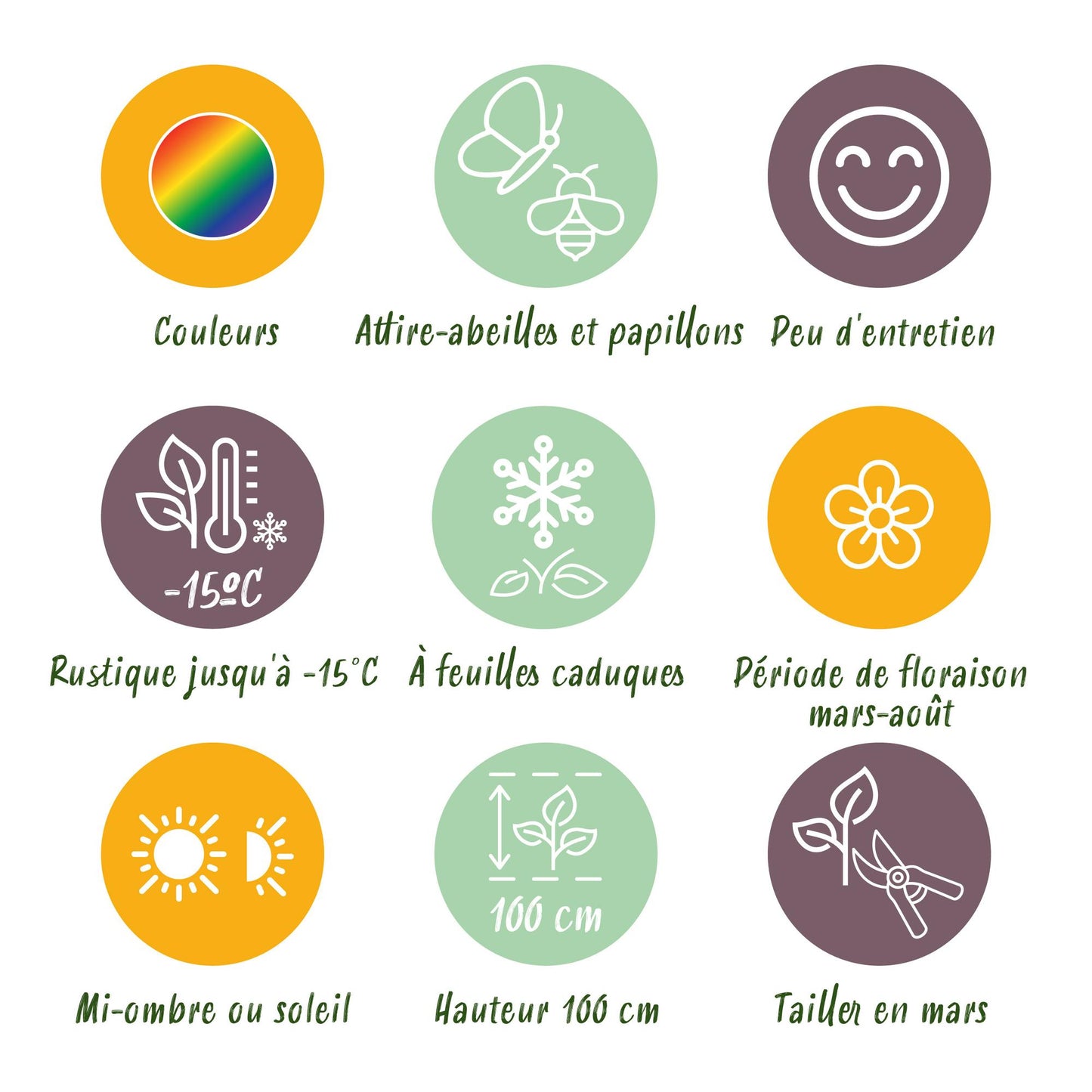 Stauden packet - Farbe Weiß - 8 Stauden - Für 1 m2 - Verschiedene Farben - Wenig Pflege - Topf 11cm