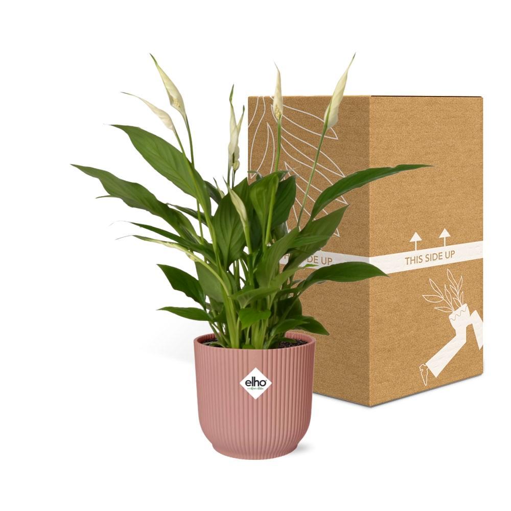 Spathiphyllum 12 Cm Torelli in ELHO Vibes Fold 14cm rosa