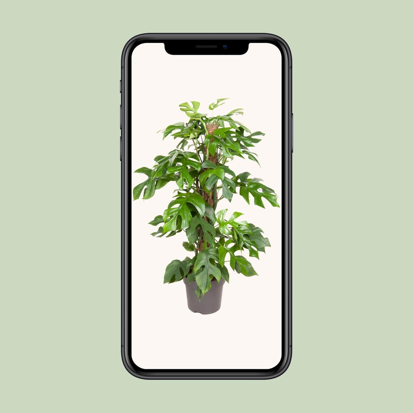 Monstera Minima - Ø19cm - ↕80cm