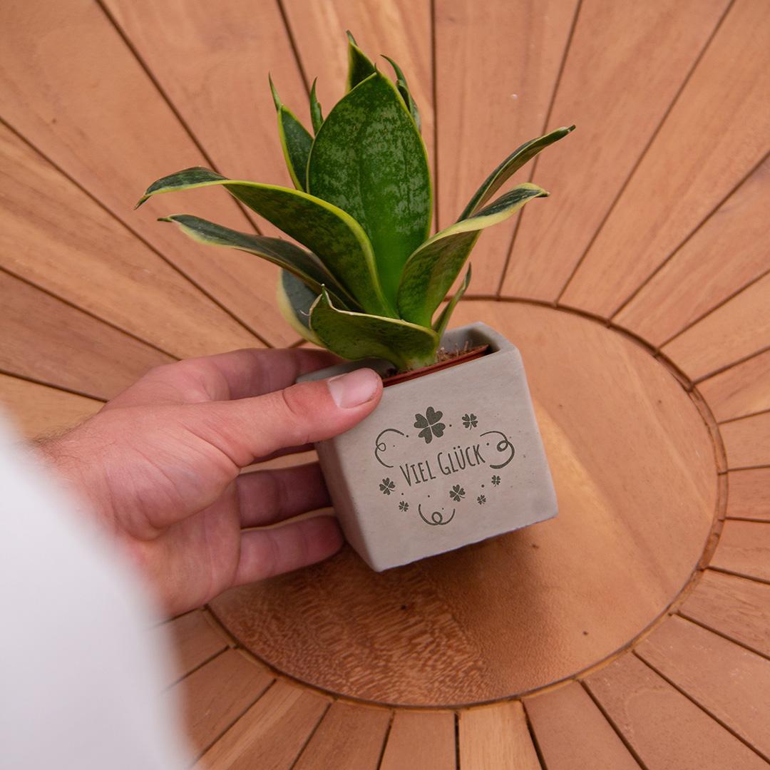 Congreetz® plantpots + Sansevieria| Viel Glück