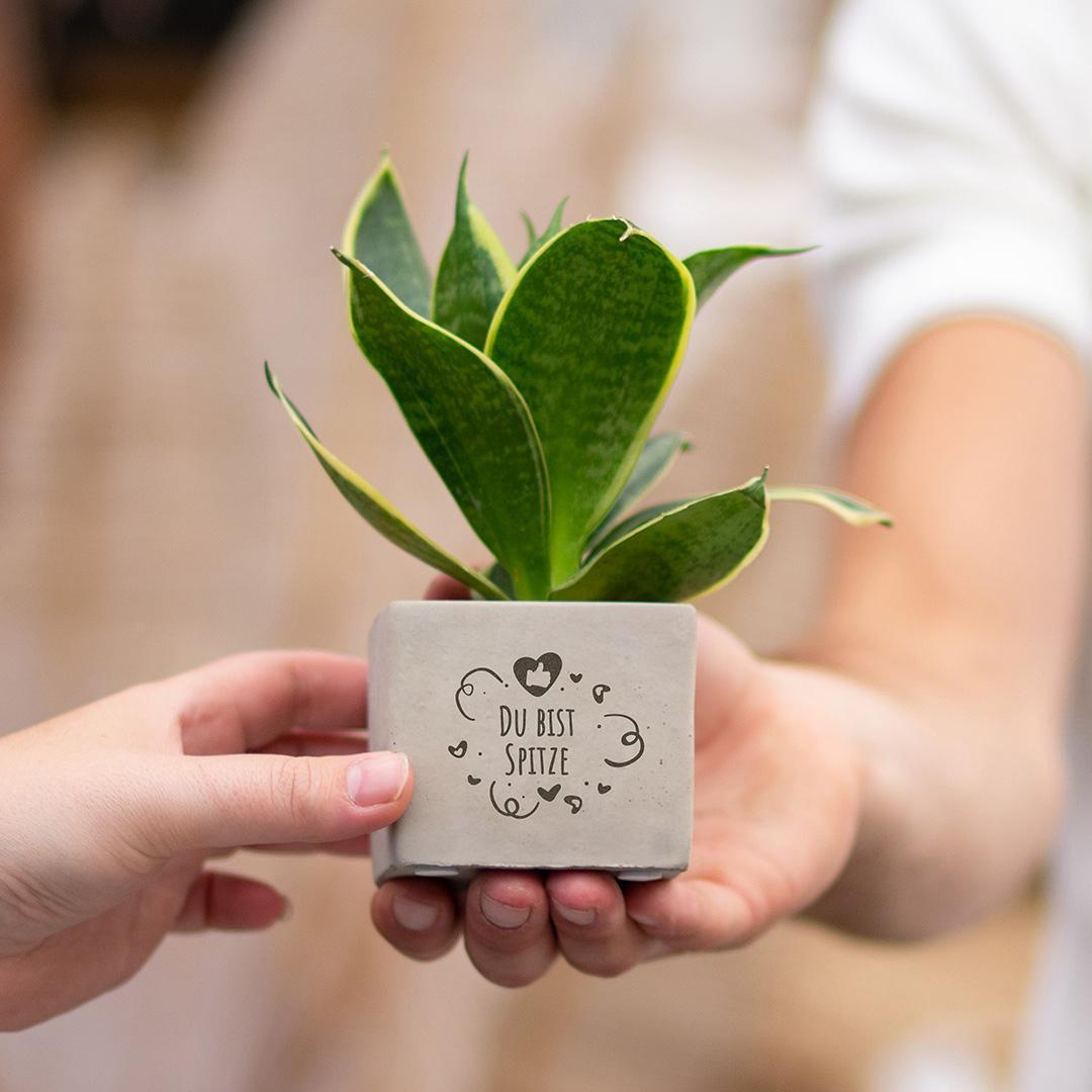 Congreetz® plantpots + Sansevieria| Du bist Spitze