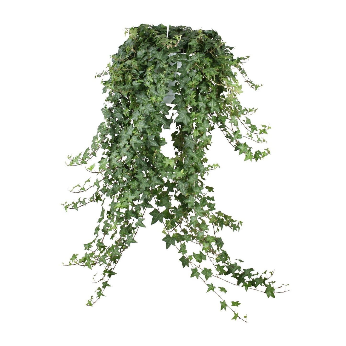 Efeu Hedera Helix Pitsburg - Ø24cm