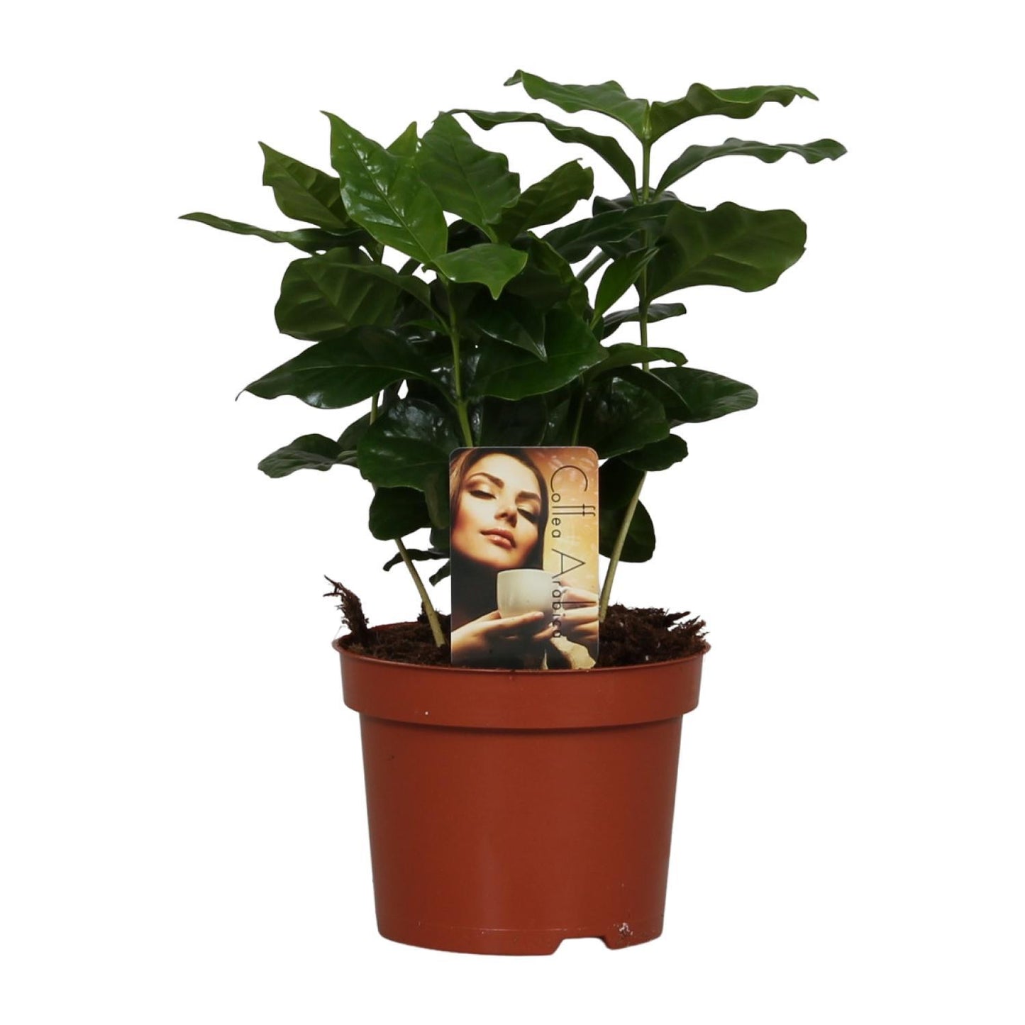 Kaffepflanze Coffea Arabica - Ø12cm - ↕25cm