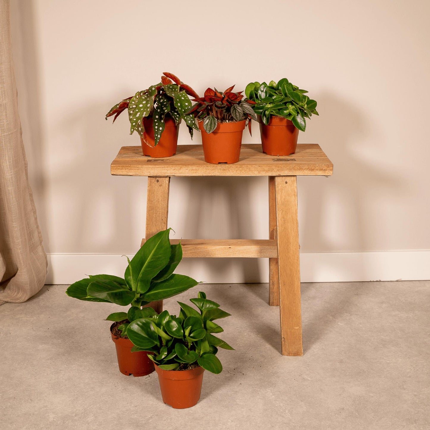 Überraschungsbox Ø12cm - ↕25cm - x5
