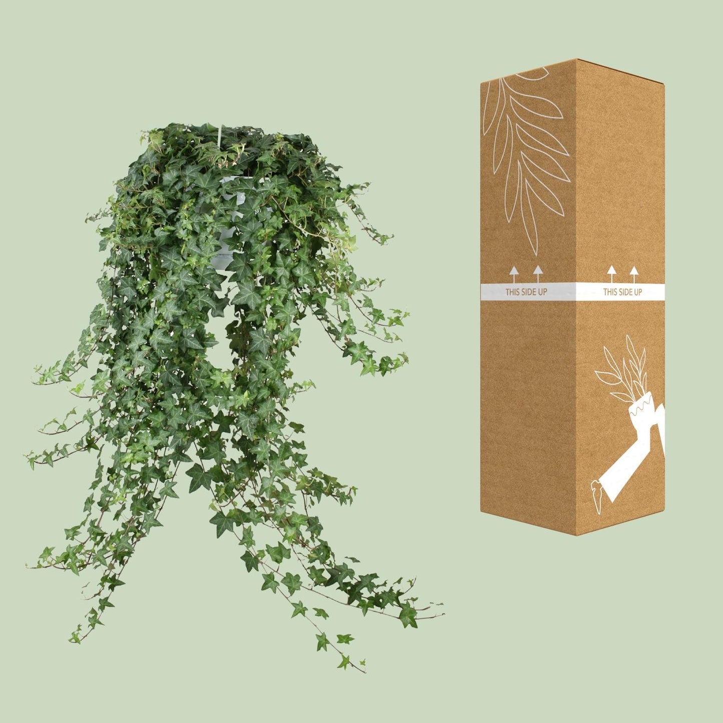 Efeu Hedera Helix Pitsburg - Ø24cm