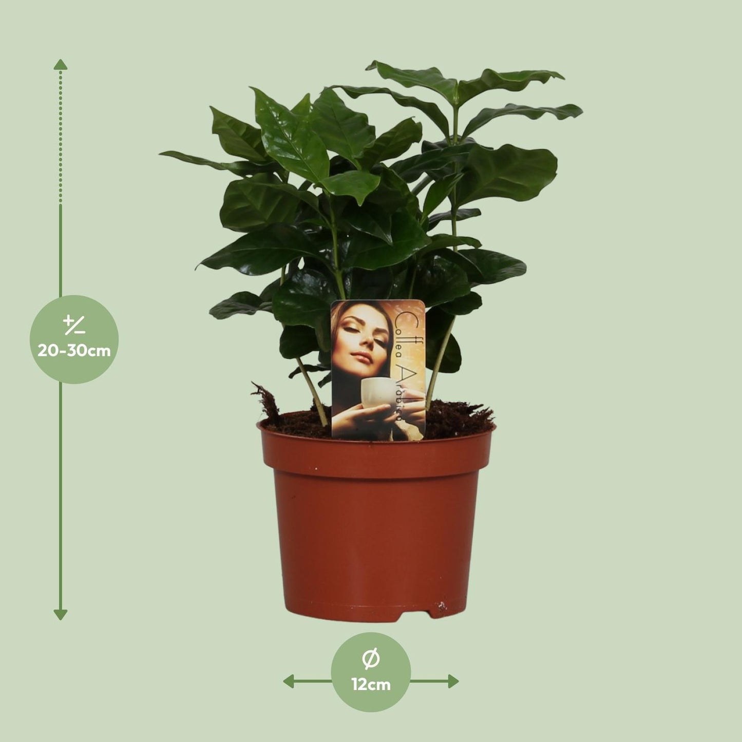 Kaffepflanze Coffea Arabica - Ø12cm - ↕25cm