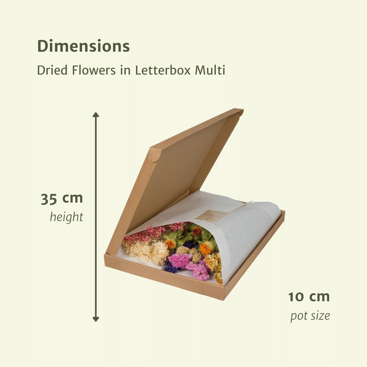 Trockenblumen Pink - ↕30cm - Multi