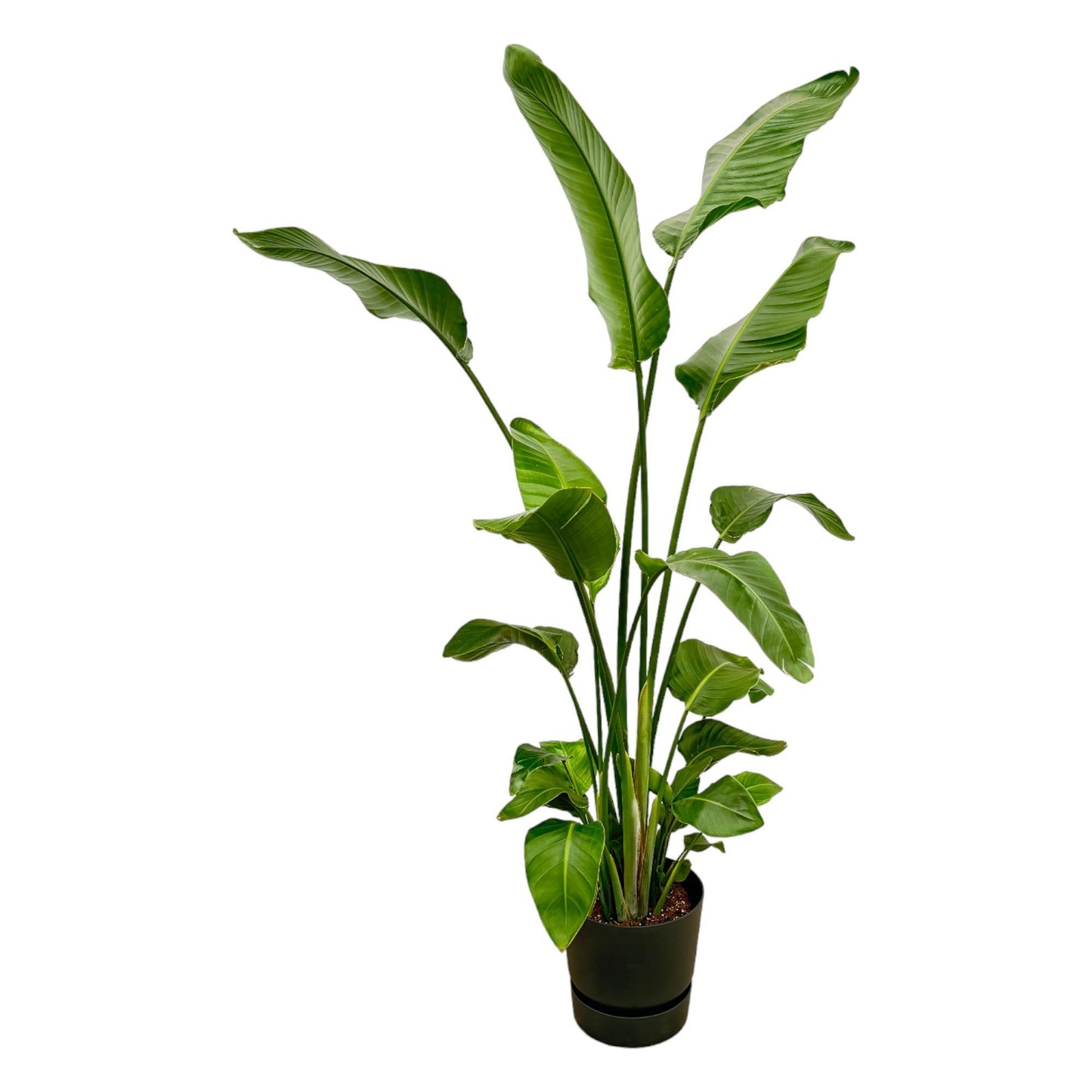 Strelitzia Nicolai inkl elho Greenville Rund Schwarz - 180 cm - Ø30
