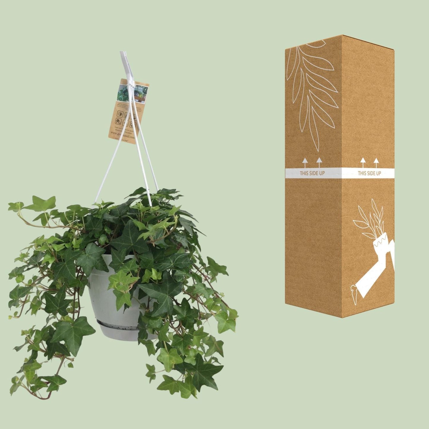 Efeu Hedera Helix Grün mit Ampeltopf Weiß / Basic - Ø17cm