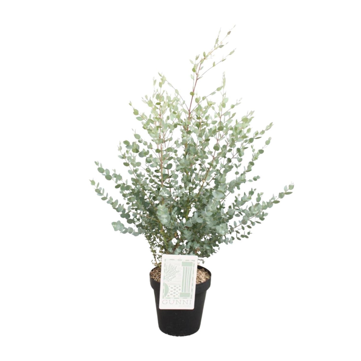 Eucalyptus Gunni - Ø23cm - ↕75cm