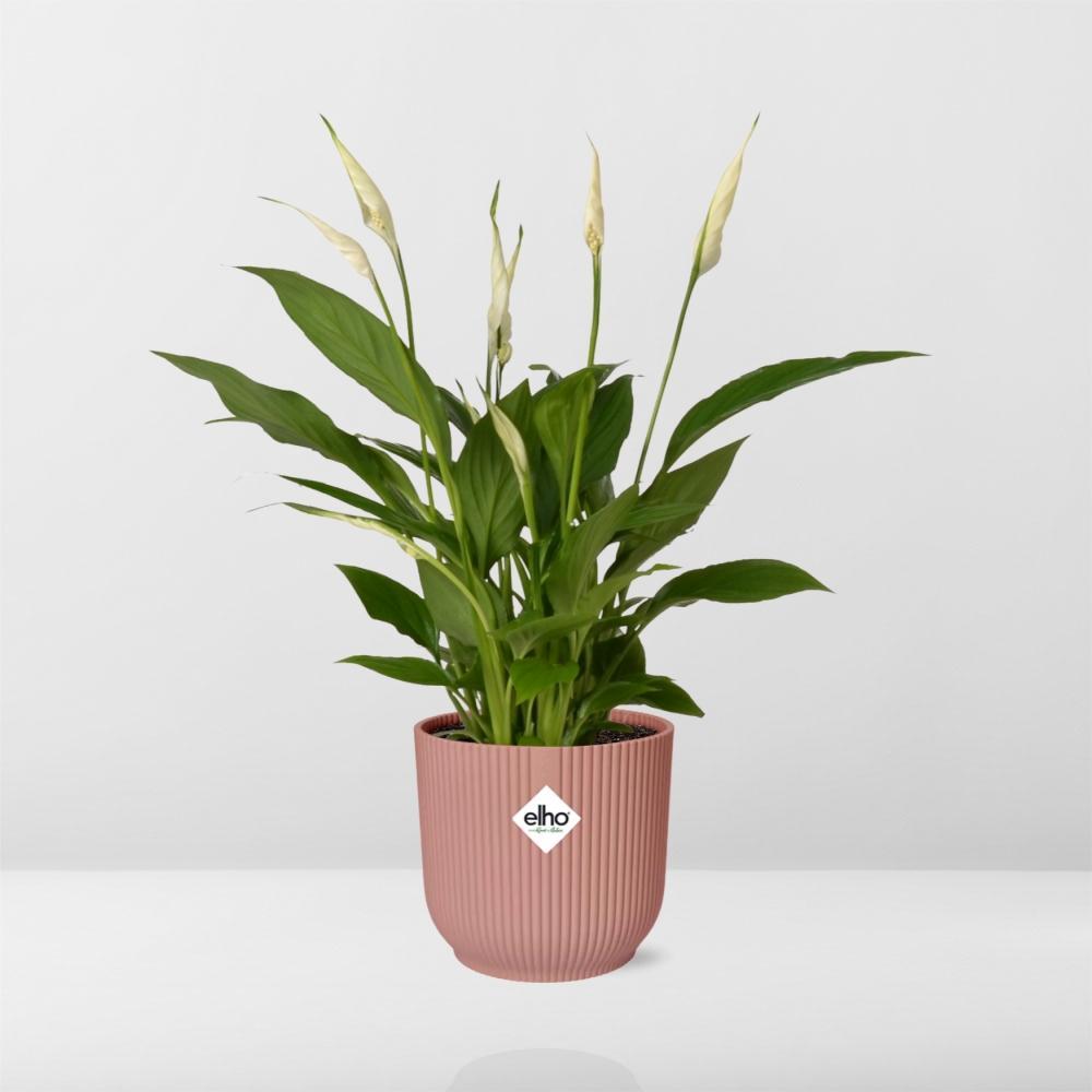 Spathiphyllum 12 Cm Torelli in ELHO Vibes Fold 14cm rosa
