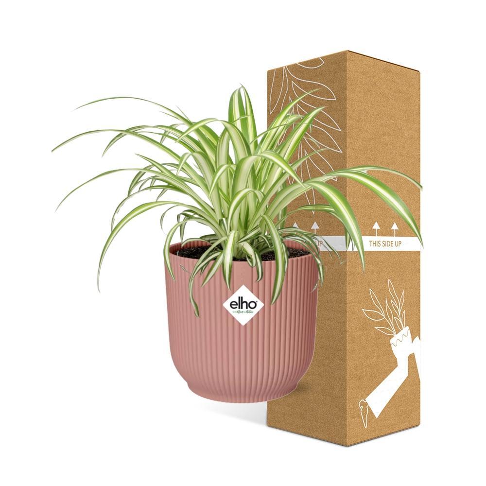 Grünlilie Chlorophytum Comosum Variegatum in ELHO Vibes Fold 14cm rosa