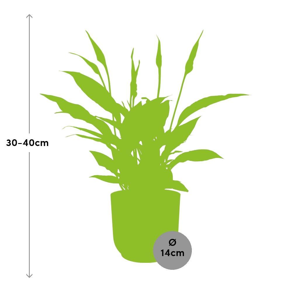 Spathiphyllum 12 Cm Torelli in ELHO Vibes Fold 14cm rosa