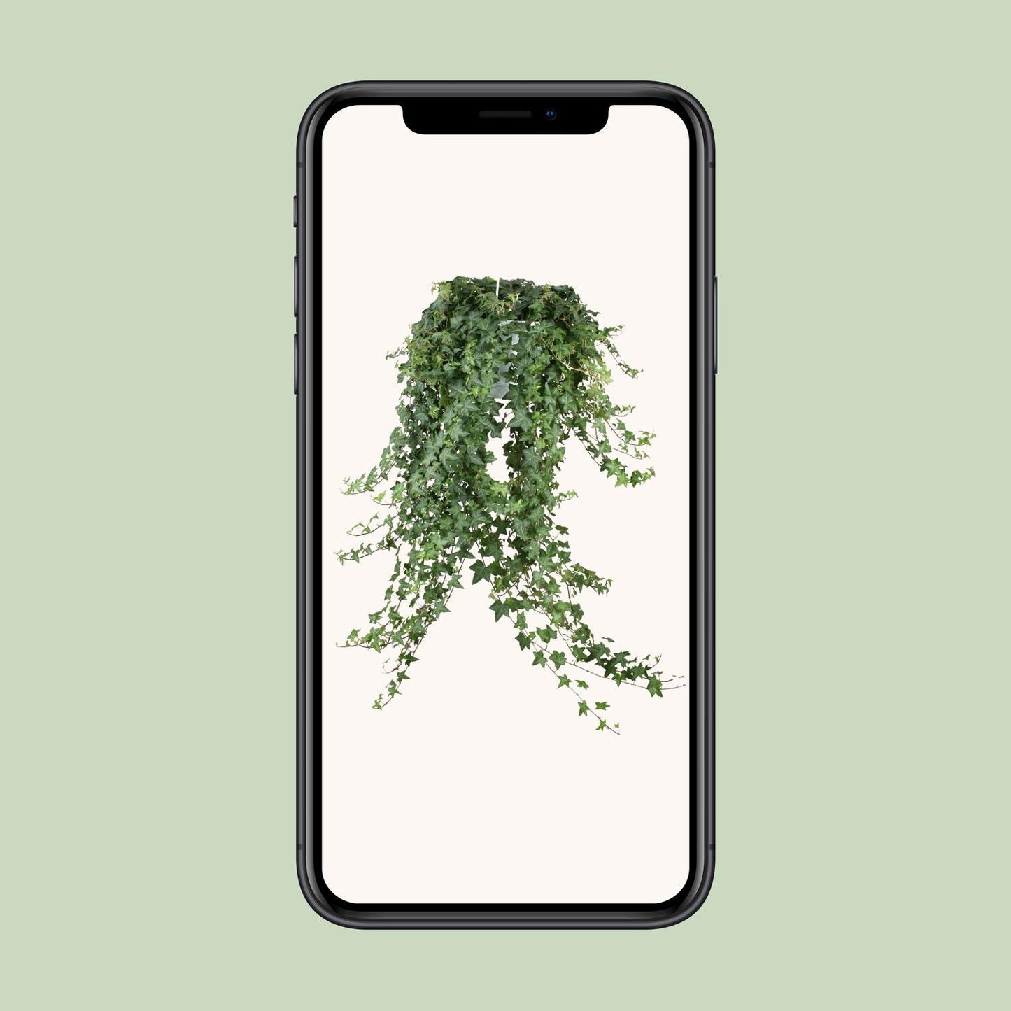 Efeu Hedera Helix Pitsburg - Ø24cm