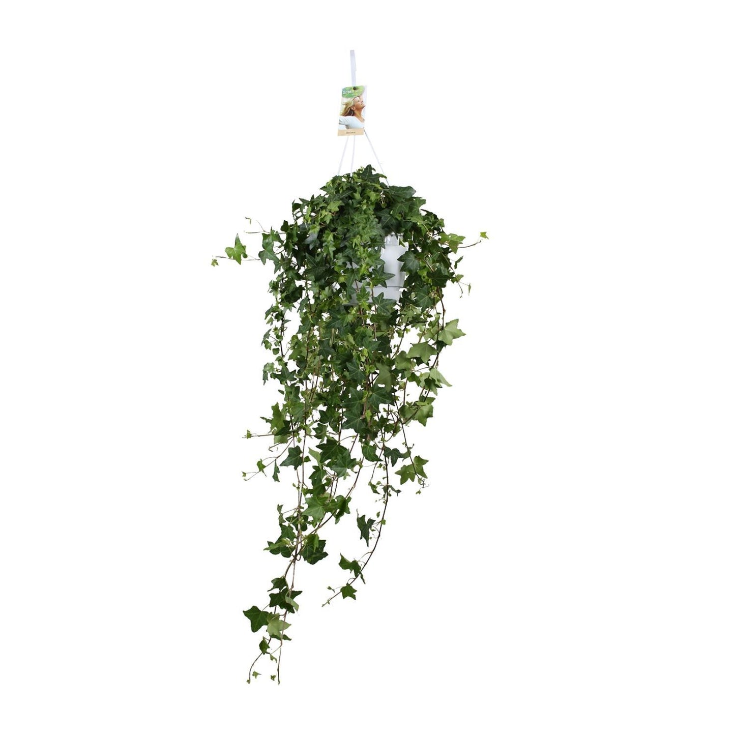 Efeu Hedera Helix Pitsburg Ø17cm