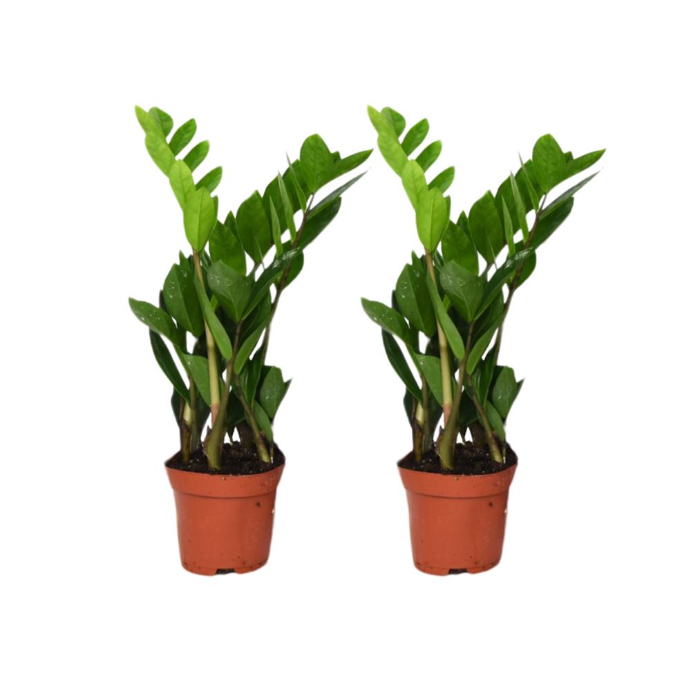 Zamioculcas Zamiifolia - 2 stk.- ø12cm - ↕40cm
