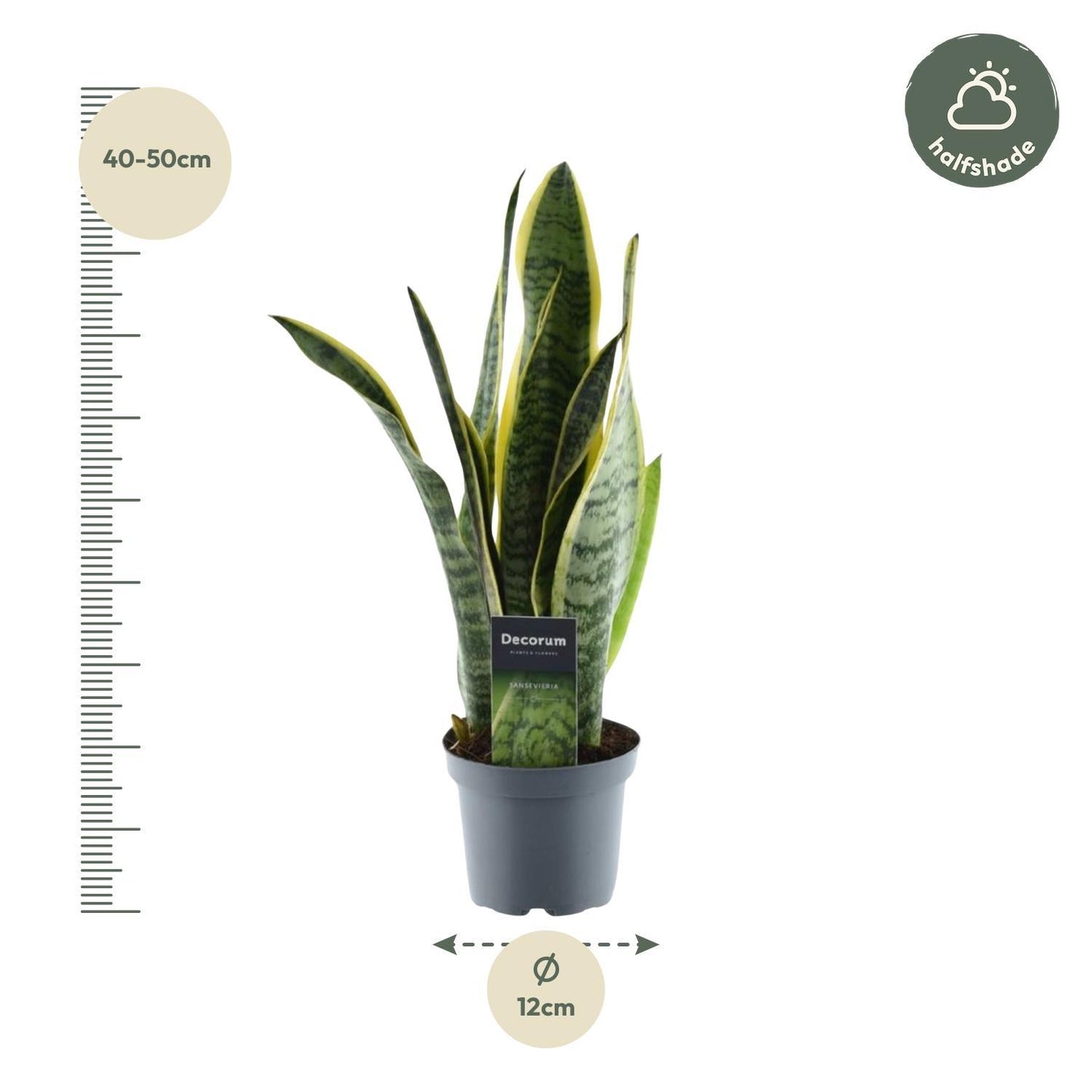 Luftreiniger Bogenhanf Sansevieria Laurentii - 45 cm - ø12