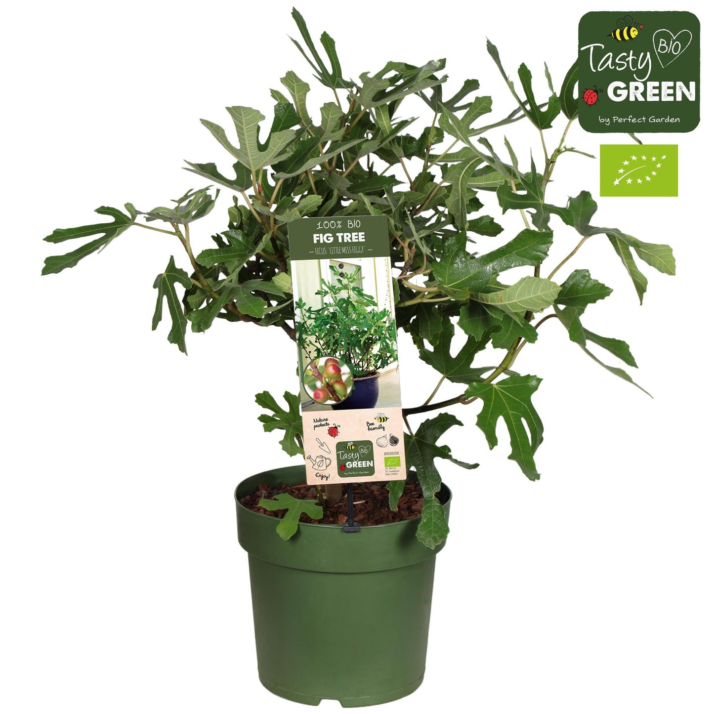 Feige Ficus Carica 'Little Miss Figgy' Bio - Vijg - Ø23cm - ↕50cm