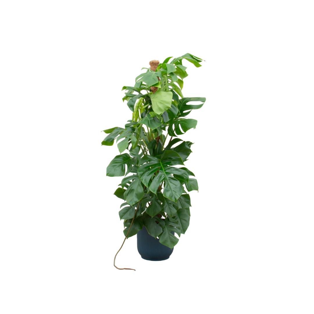 Kombi deal - Monstera Pertusum XL inkl elho Vibes Fold Rund blau Ø30 - 150 cm