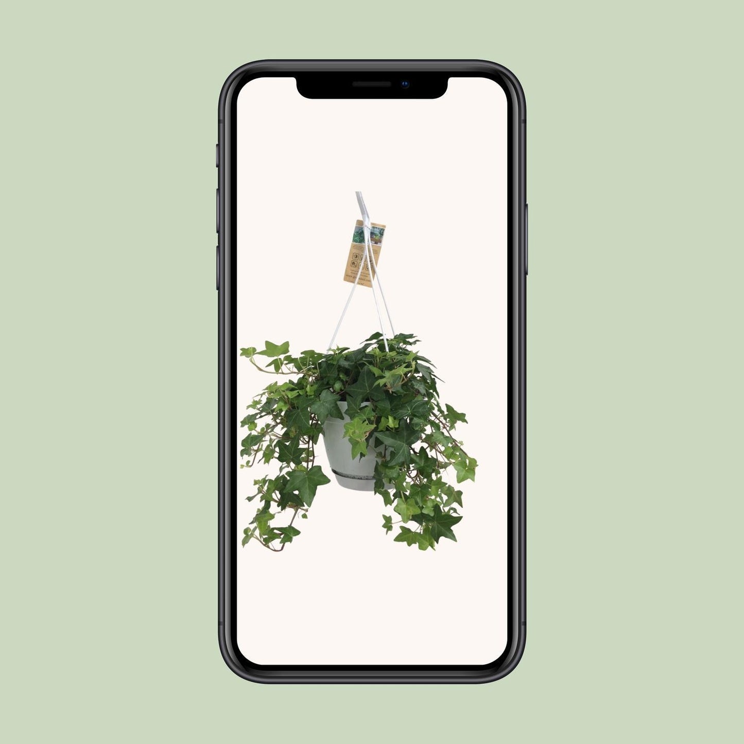 Efeu Hedera Helix Grün mit Ampeltopf Weiß / Basic - Ø17cm