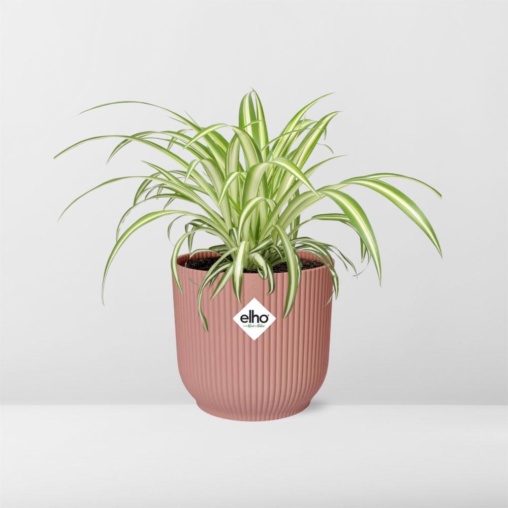 Grünlilie Chlorophytum Comosum Variegatum in ELHO Vibes Fold 14cm rosa