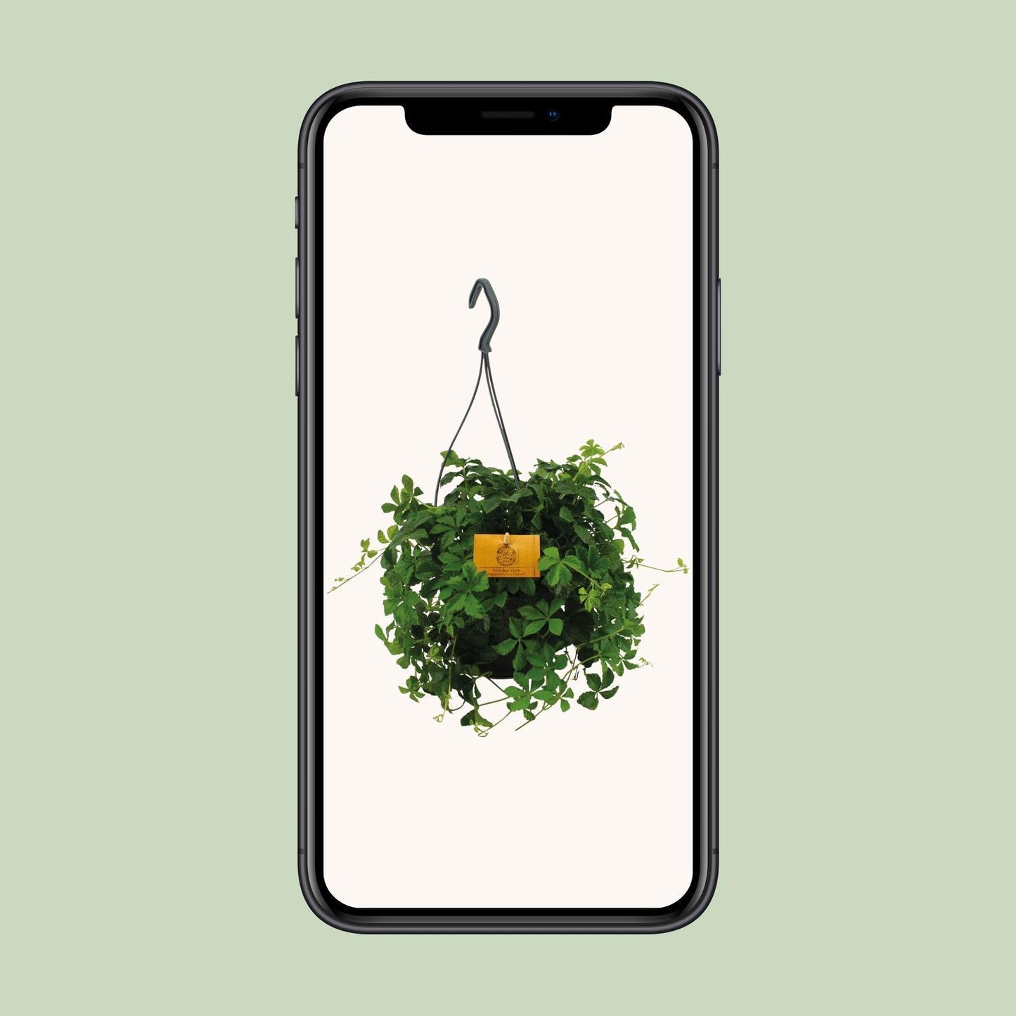 Parthenocissus Striatha Hängen - Ø15cm - ↕15cm