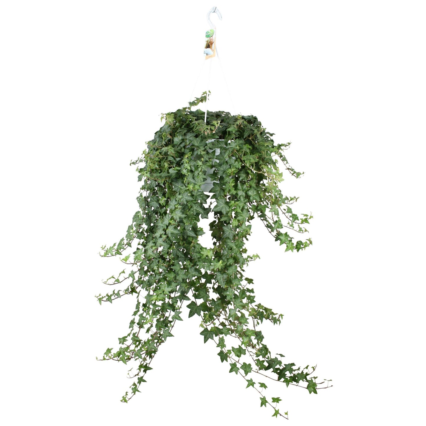 Efeu Hedera Helix Pitsburg - Ø24cm