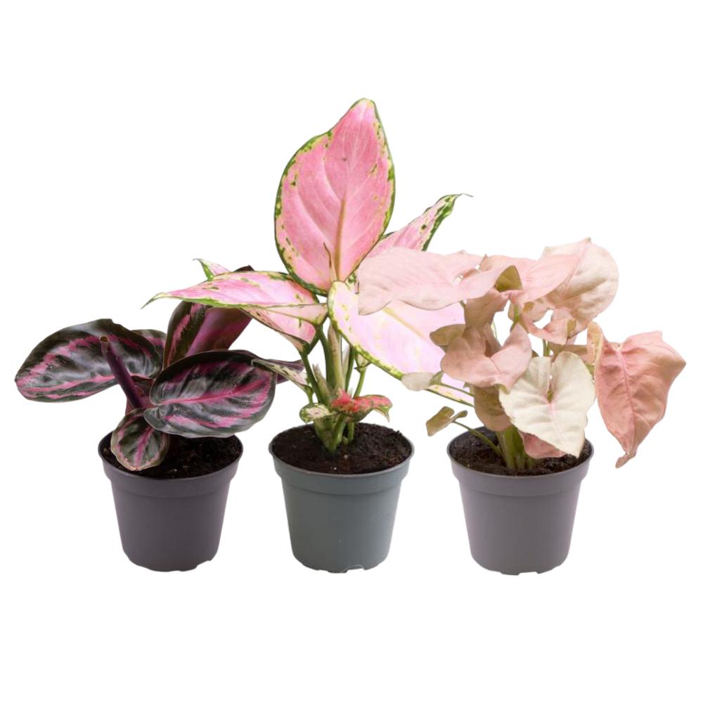 Pink is the new green