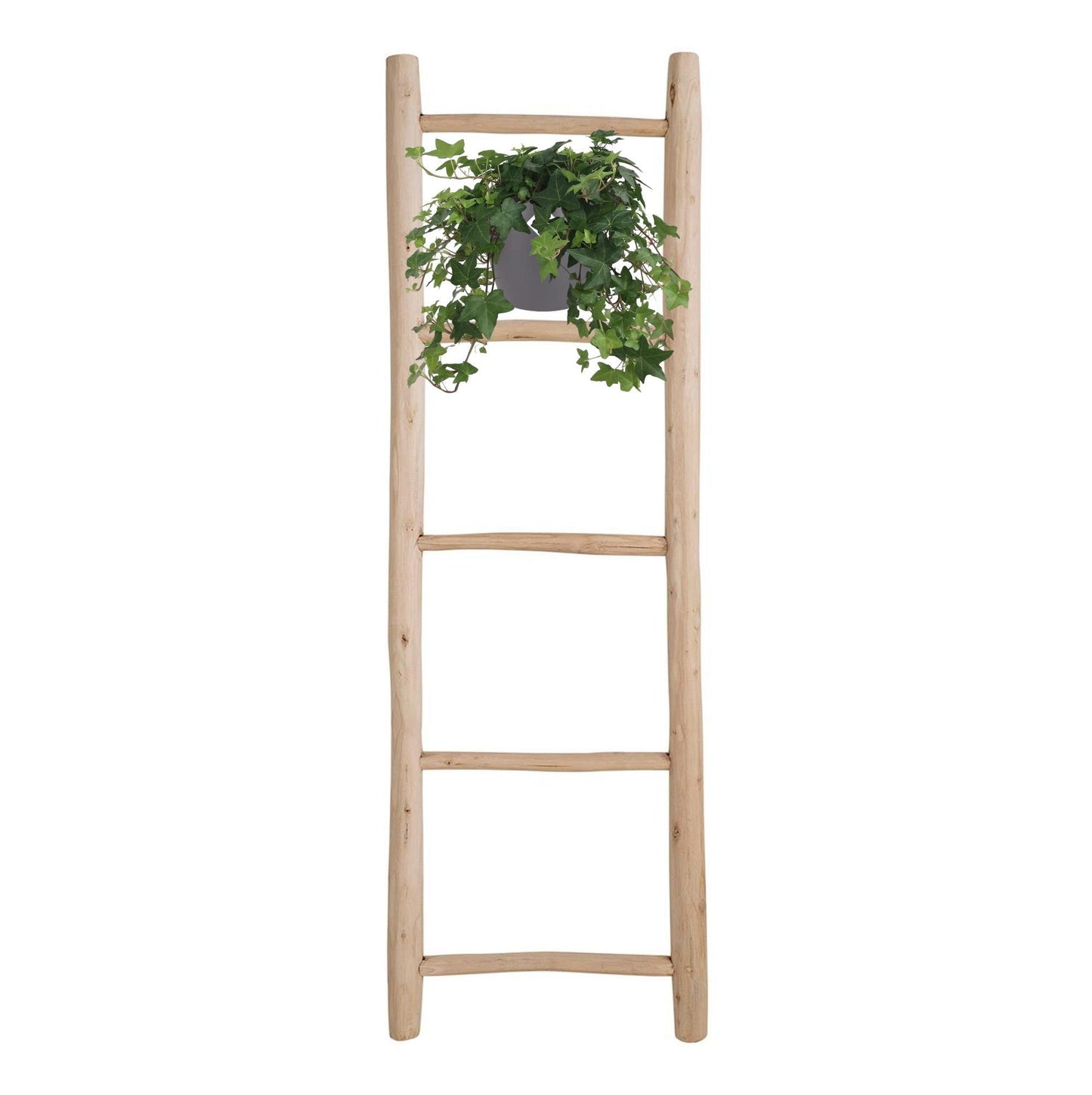Efeu Hedera Helix Grün mit Ampeltopf Weiß / Basic - Ø17cm
