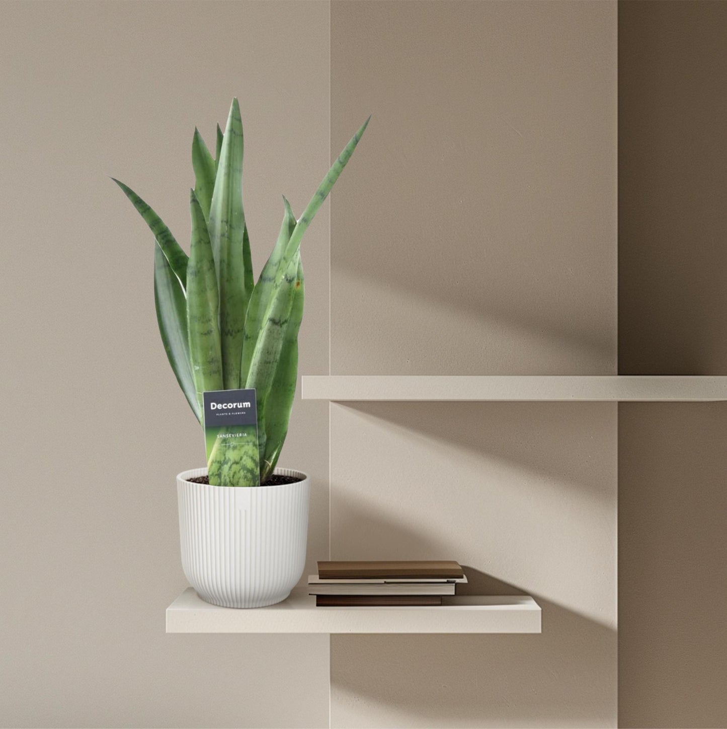 Luftreiniger Bogenhanf Sansevieria Spearmint - 45 cm - ø12