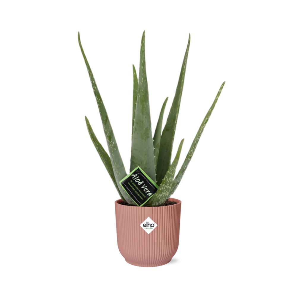 Aloe Vera 12cm in ELHO Vibes Fold 14cm rosa