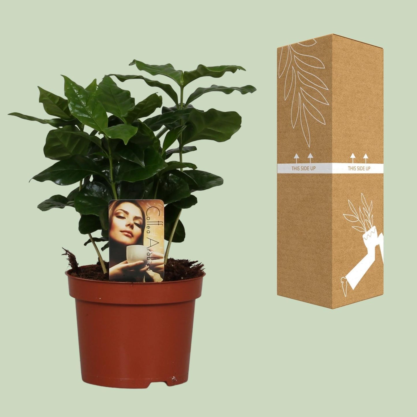 Kaffepflanze Coffea Arabica - Ø12cm - ↕25cm