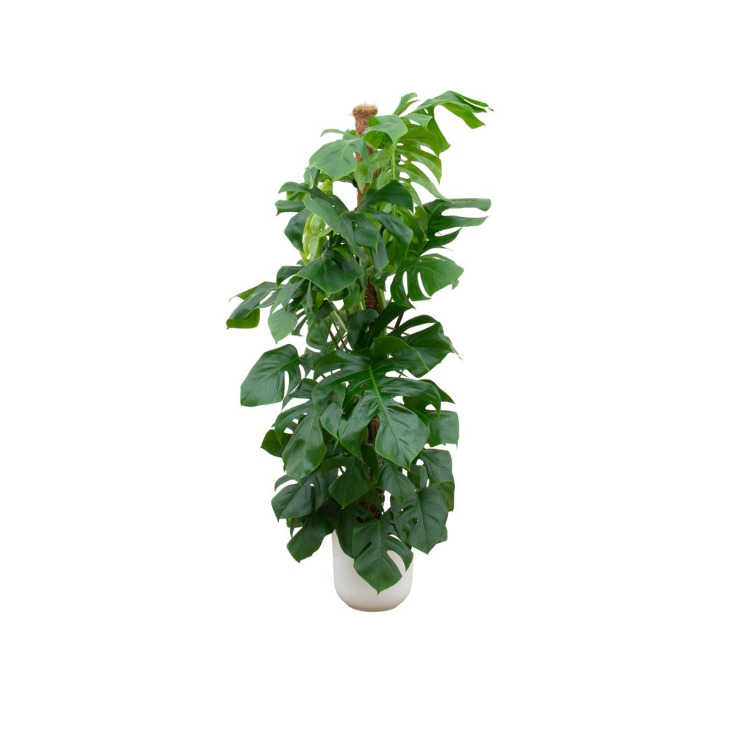 kombi deal - Monstera Pertusum XL inkl elho Jazz Rund weiß Ø26 - 150 cm