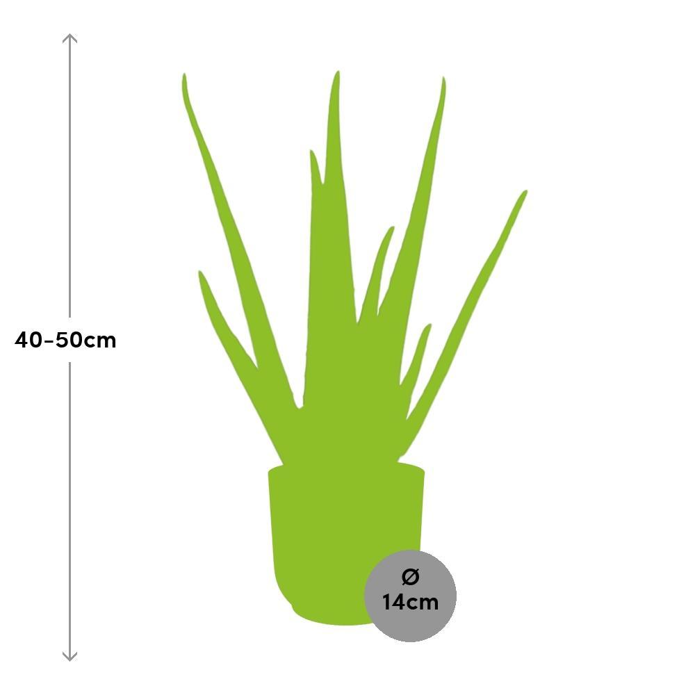 Aloe Vera 12cm in ELHO Vibes Fold 14cm rosa