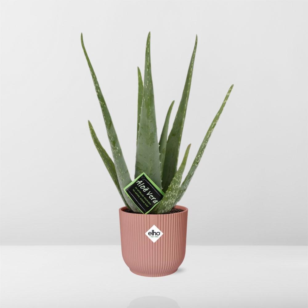 Aloe Vera 12cm in ELHO Vibes Fold 14cm rosa