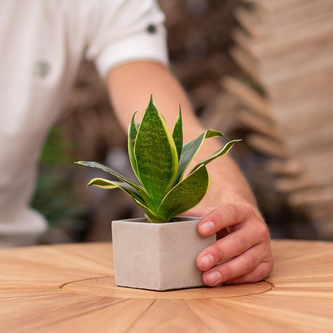 Congreetz® plantpots + Sansevieria| Viel Glück