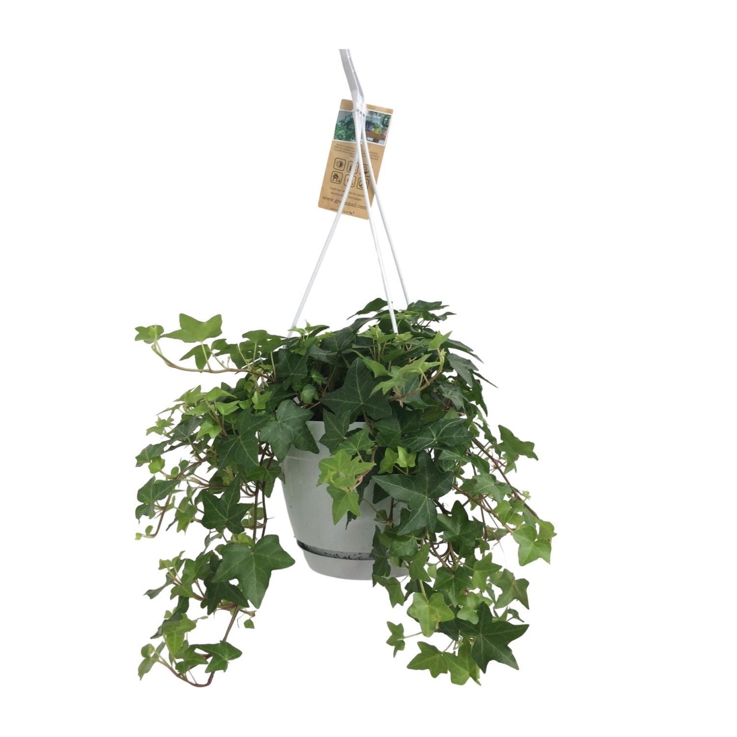 Efeu Hedera Helix Grün mit Ampeltopf Weiß / Basic - Ø17cm