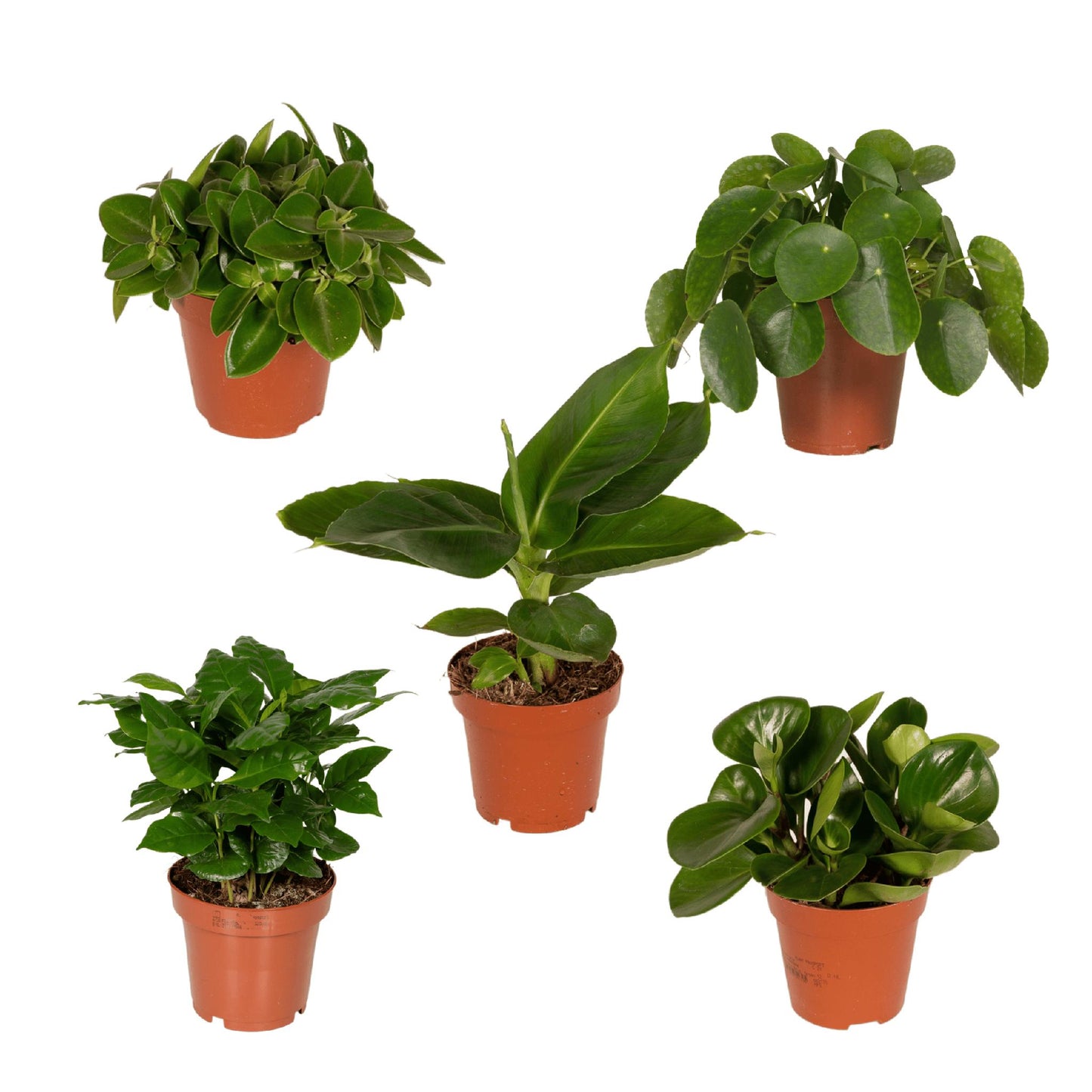 Überraschungsbox Ø12cm - ↕25cm - x5