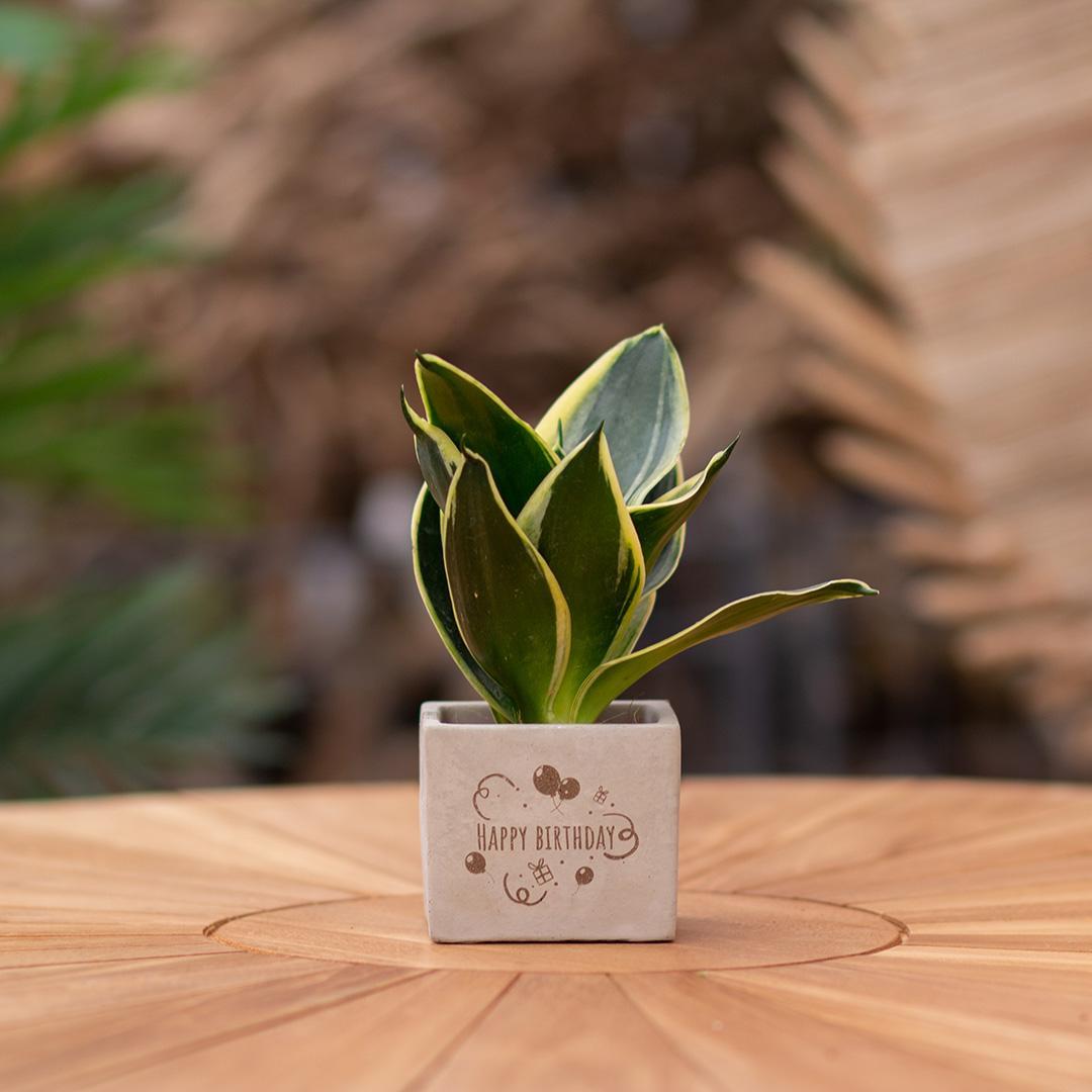 Congreetz® plantpots + Sansevieria| Happy birthday