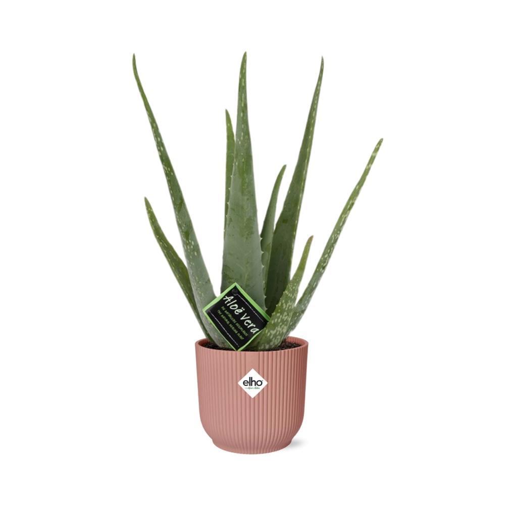 Aloe Vera 12cm in ELHO Vibes Fold 14cm rosa