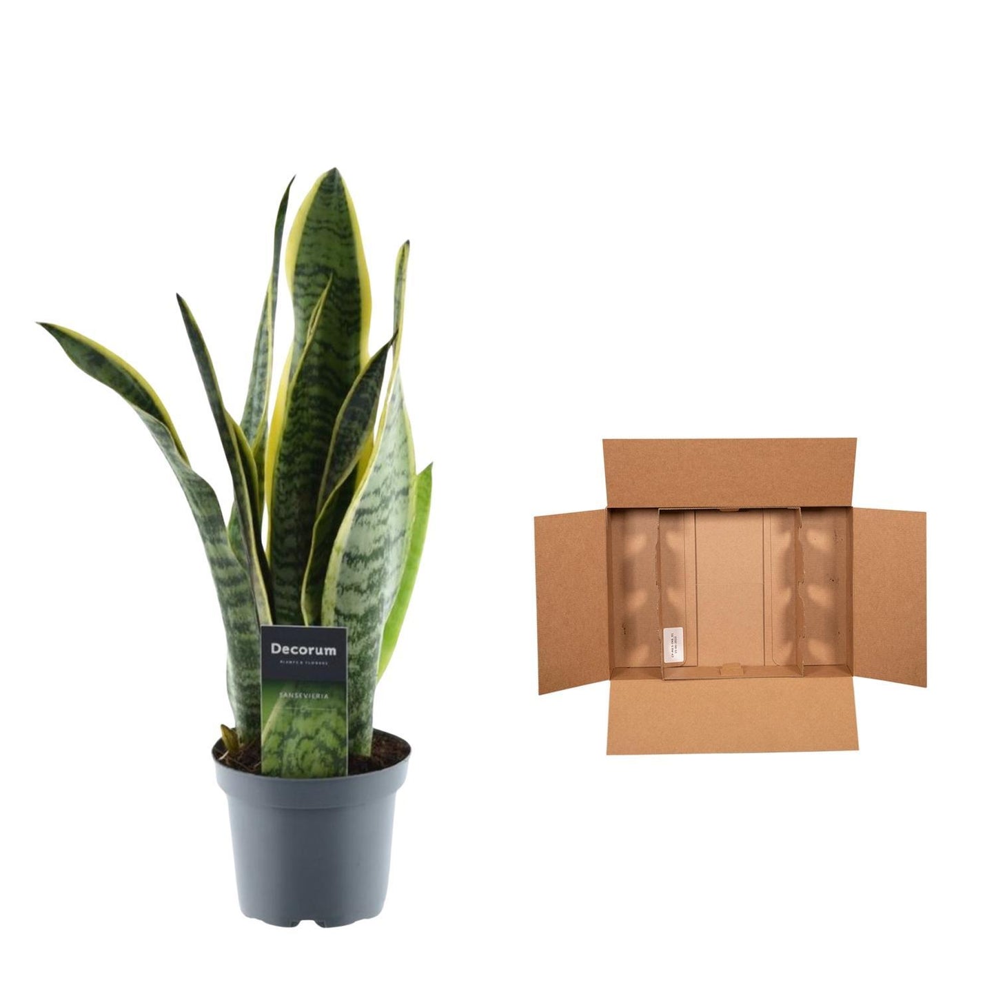 Luftreiniger Bogenhanf Sansevieria Laurentii - 45 cm - ø12