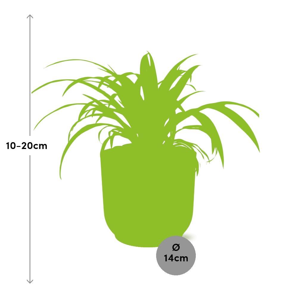 Grünlilie Chlorophytum Comosum Variegatum in ELHO Vibes Fold 14cm rosa