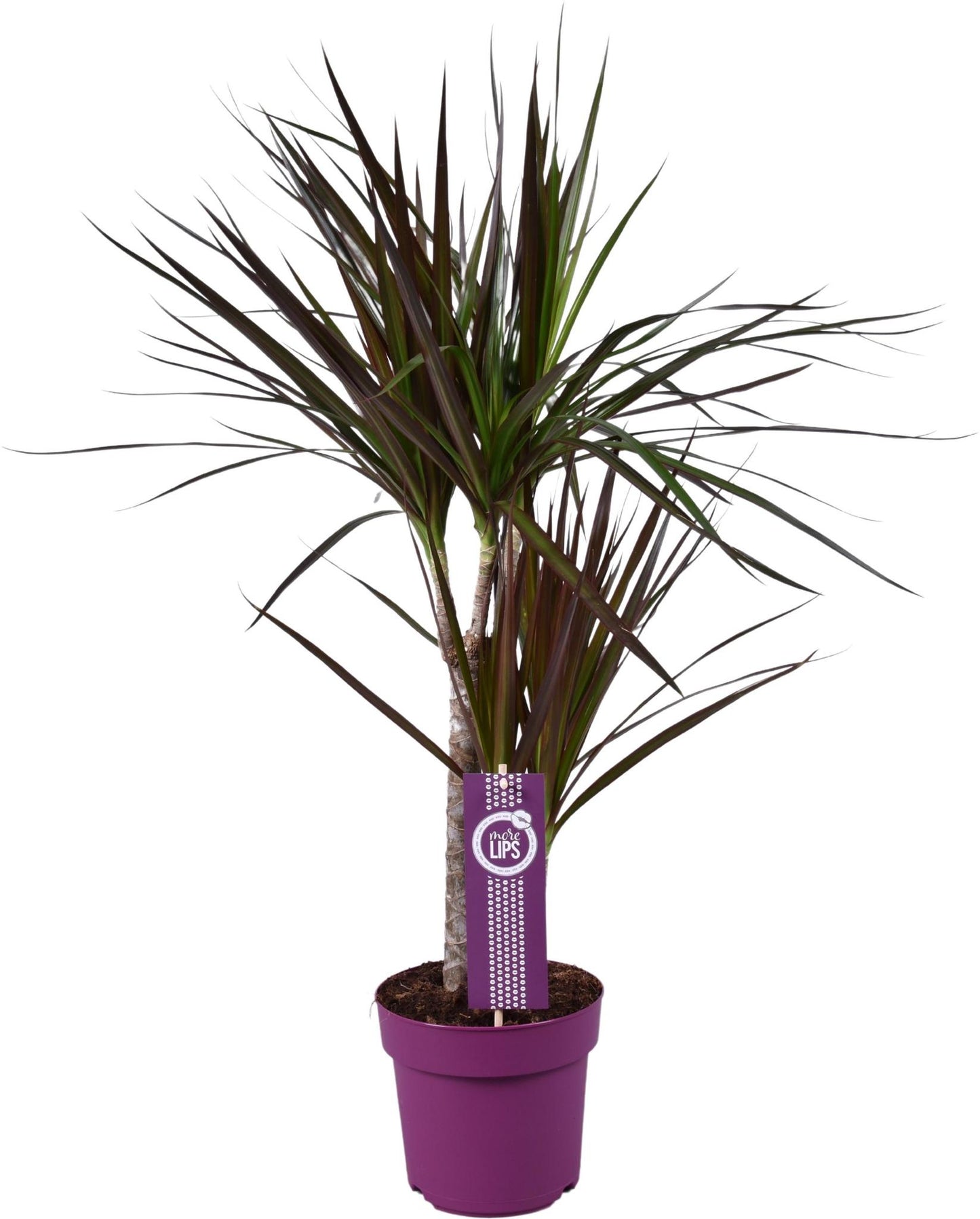 Drachenbaum Dracaena Magenta - Ø17cm - ↕70cm