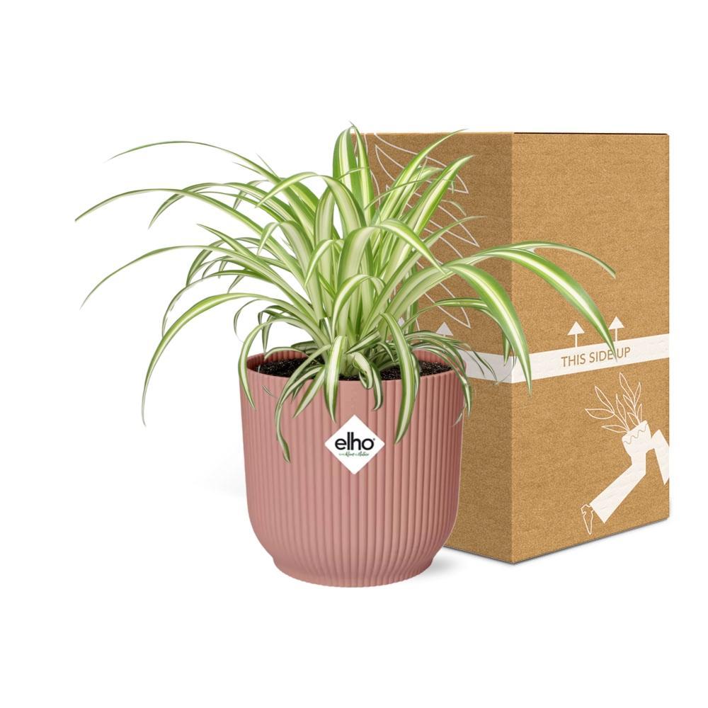 Grünlilie Chlorophytum Comosum Variegatum in ELHO Vibes Fold 14cm rosa