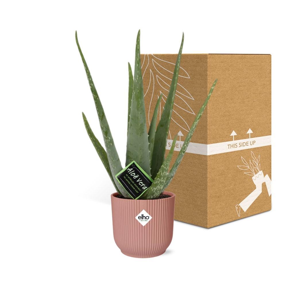 Aloe Vera 12cm in ELHO Vibes Fold 14cm rosa
