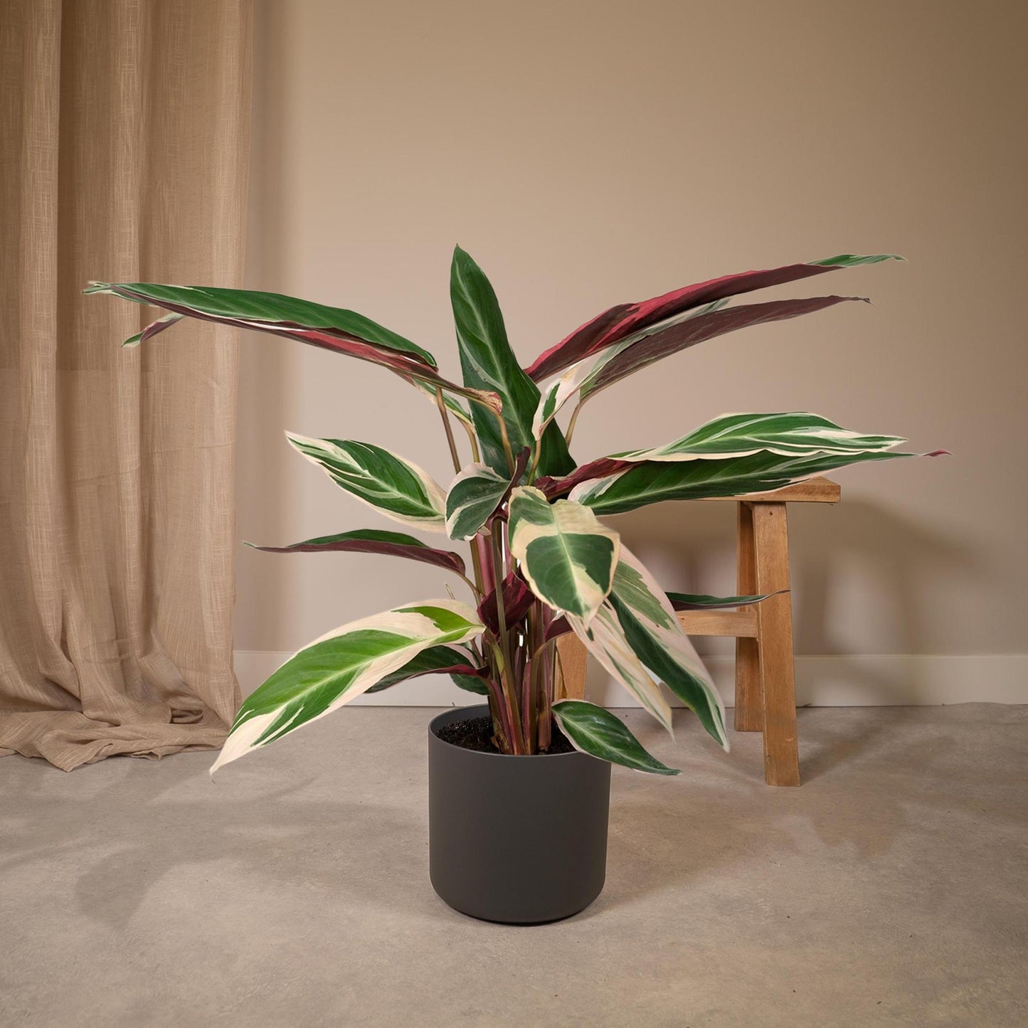 Calathea Triostar - Pfauenpflanze - Ø19cm - ↕70cm
