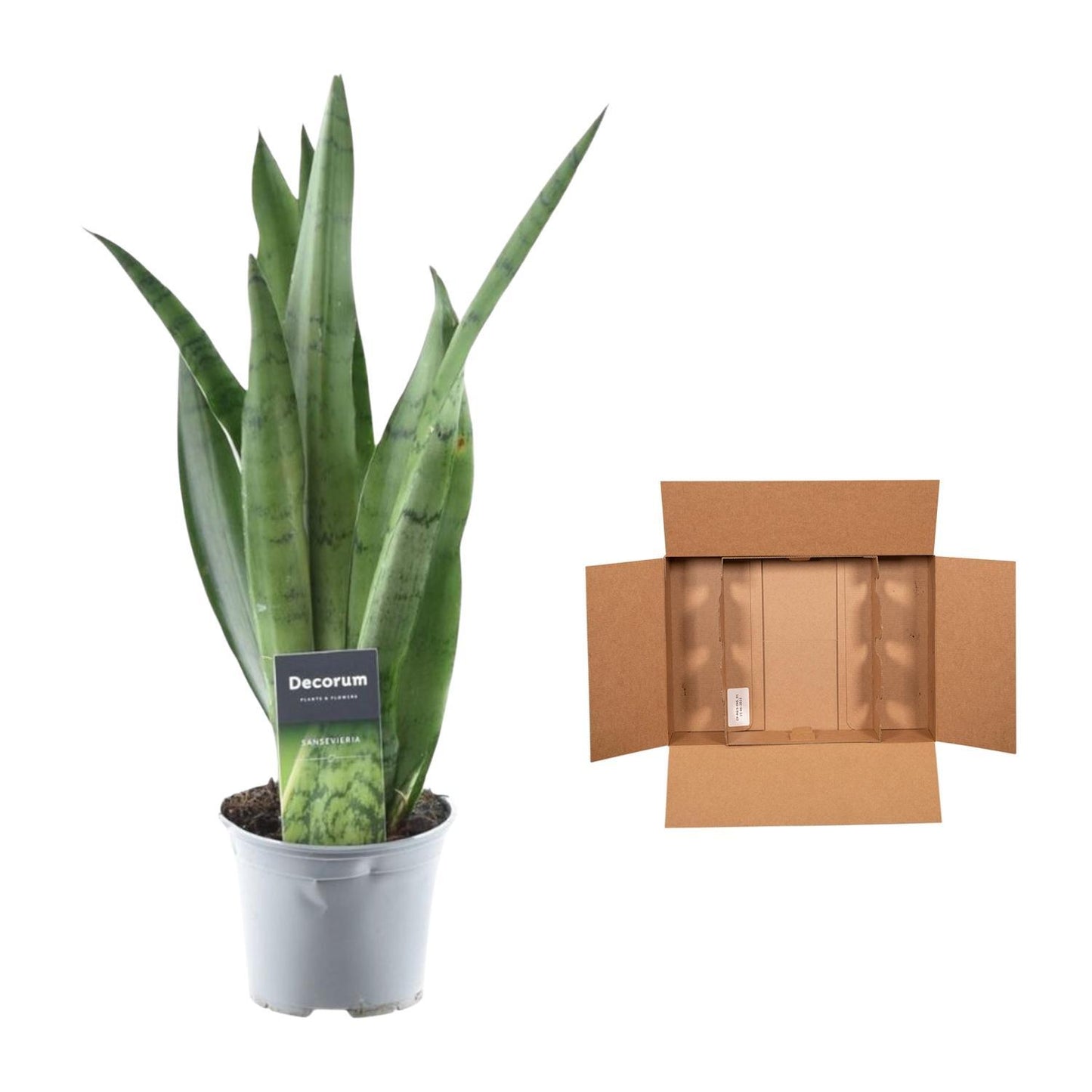 Luftreiniger Bogenhanf Sansevieria Spearmint - 45 cm - ø12